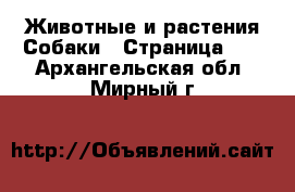 Животные и растения Собаки - Страница 11 . Архангельская обл.,Мирный г.